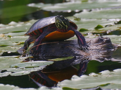 Chrysemys picta picta