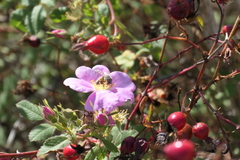 Rosa californica