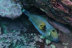 Meuschenia freycineti