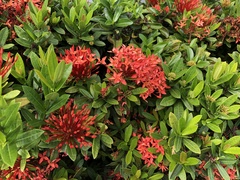 Ixora coccinea