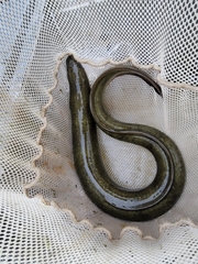 Anguilla rostrata