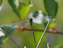 Libellula incesta