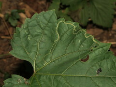 Phyllocnistis vitifoliella
