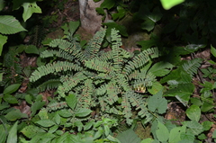 Adiantum pedatum