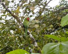 Psittacara erythrogenys