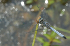 Erythrodiplax minuscula