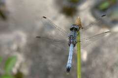 Erythrodiplax minuscula