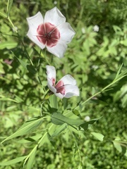 Linum grandiflorum