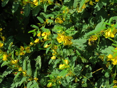 Chamaecrista fasciculata