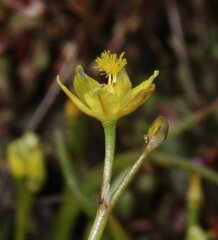 Bulbine semibarbata