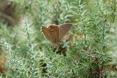 Polyommatus daphnis