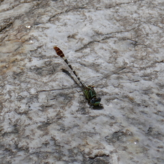 Erpetogomphus lampropeltis