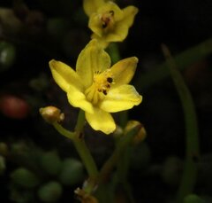 Bulbine semibarbata