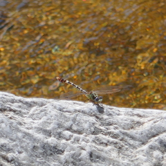 Erpetogomphus lampropeltis