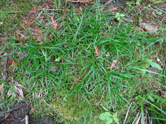 Carex concinna