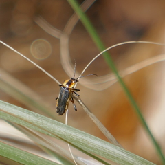 Chauliognathus obscurus