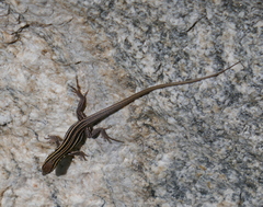 Aspidoscelis sonorae