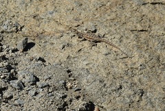 Uta stansburiana elegans