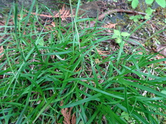 Carex concinna