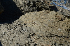 Uta stansburiana elegans