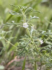 Leucospora multifida