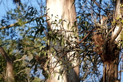 Muellerina eucalyptoides