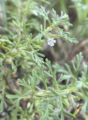 Leucospora multifida