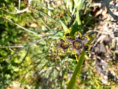 Ferraria crispa