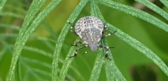 Halyomorpha halys