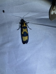 Chrysaeglia magnifica