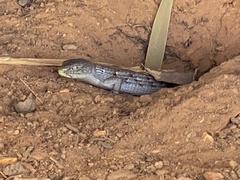 Elgaria multicarinata