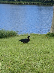 Anas platyrhynchos × Cairina moschata