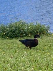 Anas platyrhynchos × Cairina moschata