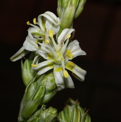 Trachyandra divaricata