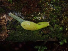 Helicarionoidea