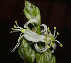 Trachyandra divaricata