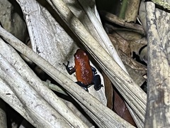 Oophaga pumilio