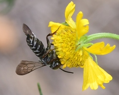 Coelioxys sayi