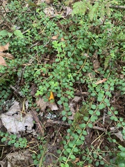 Gaultheria hispidula