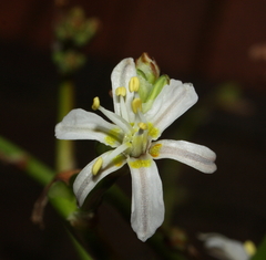 Trachyandra divaricata