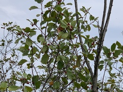 Frangula alnus