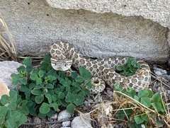 Heterodon nasicus