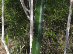 Acanthocereus tetragonus