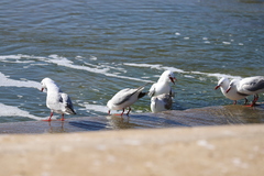 Chroicocephalus novaehollandiae novaehollandiae