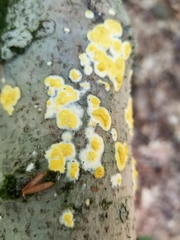 Trichoderma