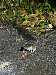 Leptodactylus savagei