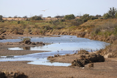 Chroicocephalus novaehollandiae novaehollandiae