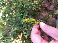 Tetragonia fruticosa