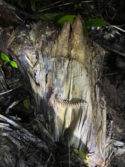Nyssodesmus python