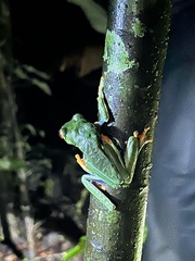 Agalychnis callidryas